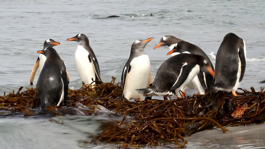 Gentoo penguin colony, Falkland Island