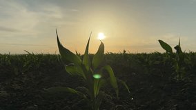 time lapse, agriculture, green field farm corn sunset field, corn harvest rural land, sunset sky, eco organic industrial fresh harvest field, green leaf harvest sunset, business growing industrial - Powered by Shutterstock - Get 15% off with code: PIKWIZARD15