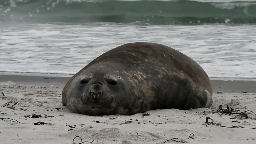 Southern Elephant seal, Falkland Island