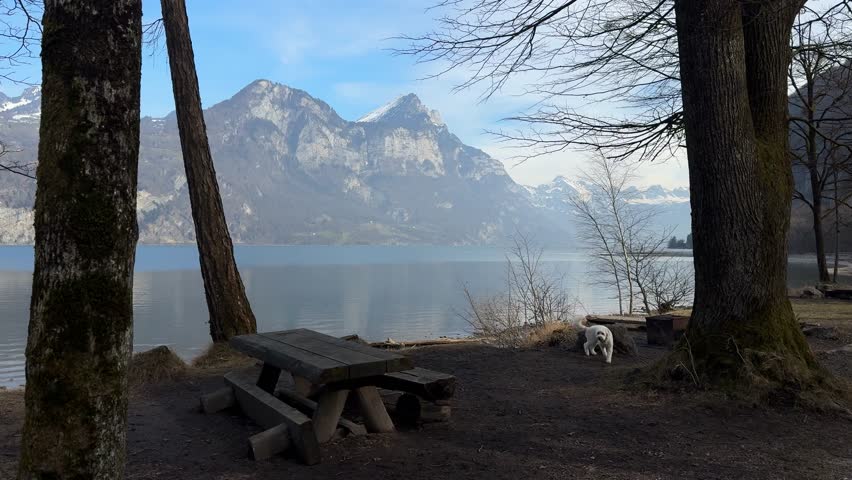 Dog outdoor idyllic mountain valley Lake Walen Swiss Alps landscape park bench