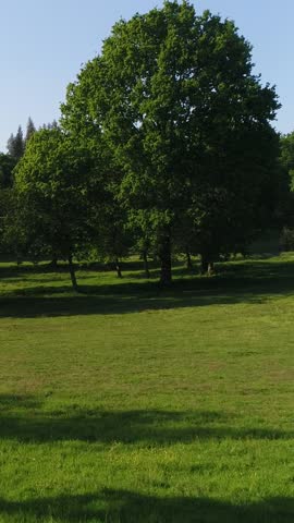 Vertical View of Spring Green Forest