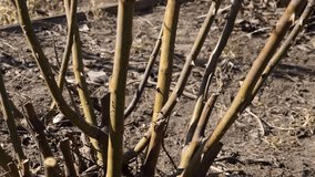 Cutting and Trimming dry twigs of Rose Plants with Garden Scissors. Pruning dried out rose branch. Gardener is pruning or cutting the rose plant with scissors in his hand. Gardening work.  - Powered by Shutterstock - Get 15% off with code: PIKWIZARD15