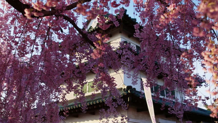 Sakura in bloom and Japanese pagoda in spring in Japan, springtime in Japan, cherry trees in full bloom with Japanese samurai castle, travel in Japan in spring . High quality 4k footage