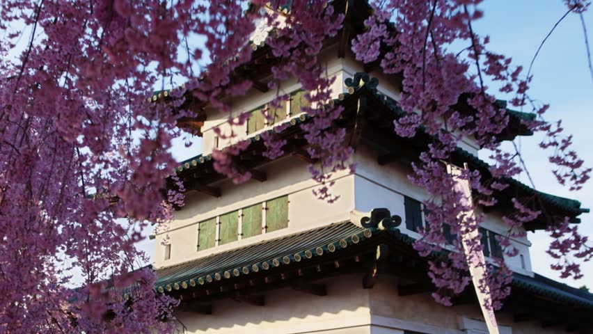 Sakura in bloom and Japanese pagoda in spring in Japan, springtime in Japan, cherry trees in full bloom with Japanese samurai castle, travel in Japan in spring . High quality 4k footage