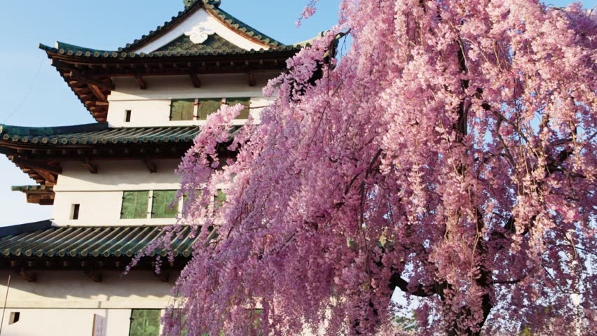 Cherry blossom and Japanese pagoda in Hirosaki in spring, sakura in bloom in Japan, springtime in Japan, cherry trees in full bloom with Japanese samurai castle.