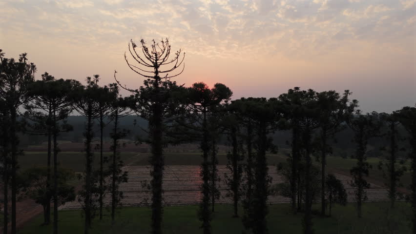 A peaceful sunset over a landscape with Araucaria trees, also known as Brazilian pine, casting long shadows across the terrain.