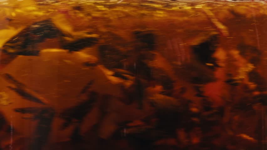 Ginger tea, freshly brewed black organic herbal tea with ginger, mint and lemon in a glass teapot, medication healthy.