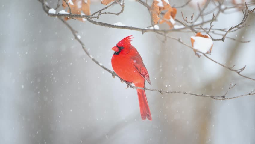 Slow motion of male northern cardinal in a snow storm in winter in midwest United States