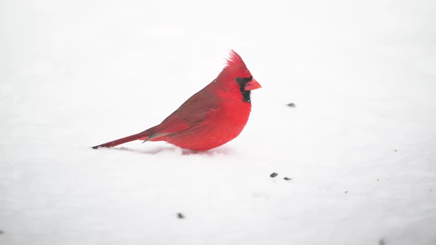 Slow motion of male northern cardinal in a snow storm in winter in midwest United States