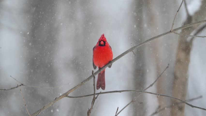 Slow motion of male northern cardinal in a snow storm in winter in midwest United States