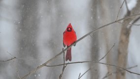 Slow motion of male northern cardinal in a snow storm in winter in midwest United States - Powered by Shutterstock - Get 15% off with code: PIKWIZARD15