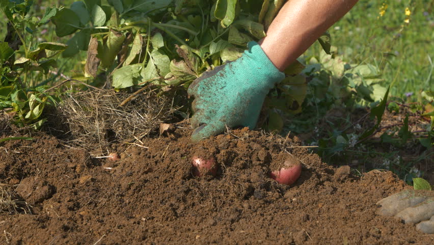 CLOSE UP: Gloved hands lift a cluster of red potatoes from the soil. Loose dirt falls away, revealing a healthy bounty of homegrown produce. Organic backyard farming and sustainable food production.