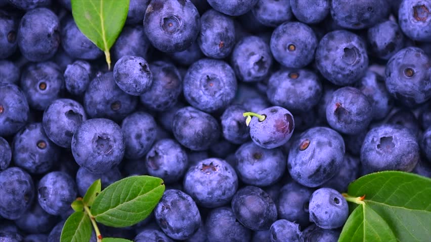 Blueberry rotating background top view. Fresh and ripe organic Blueberries with leaves backdrop. Diet, dieting, healthy vegan food. Organic Blue berries, macro shot. Vegan sweet food, flat lay