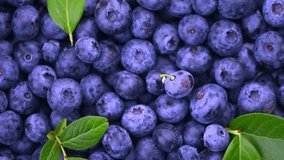 Blueberry rotating background top view. Fresh and ripe organic Blueberries with leaves backdrop. Diet, dieting, healthy vegan food. Organic Blue berries, macro shot. Vegan sweet food, flat lay - Powered by Shutterstock - Get 15% off with code: PIKWIZARD15