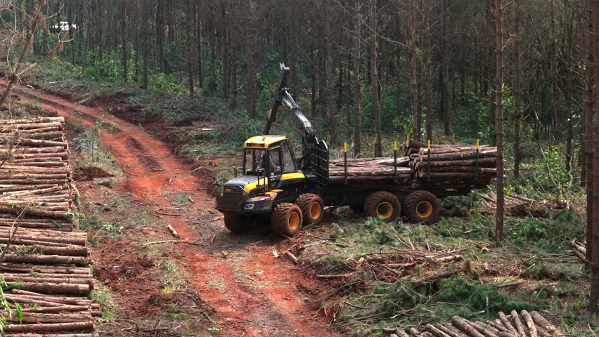A forwarder in action, transporting logs through a pine plantation in a forest management area. The machinery navigates through the dense forest, showcasing the process of timber extraction.