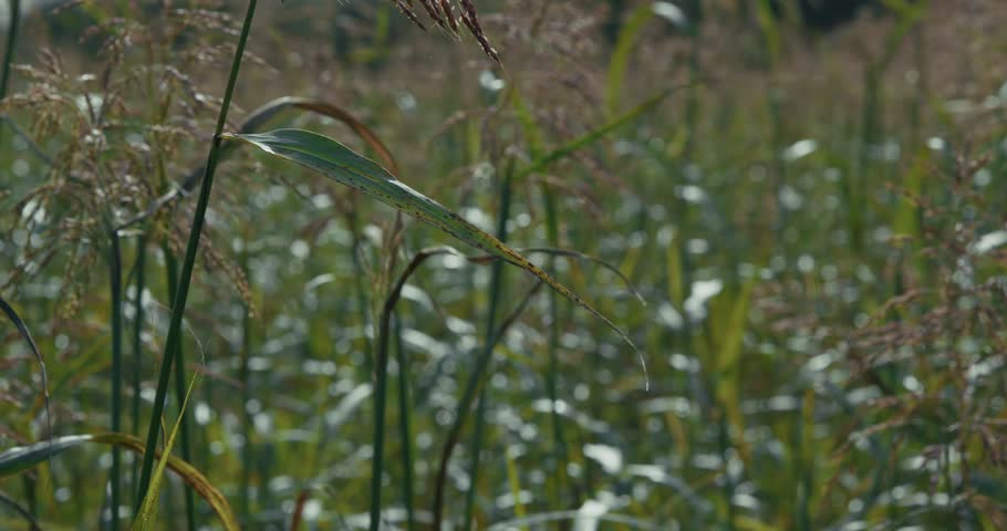 Close up of tall green grasses swaying in Lonjsko Polje Krapje wetlands