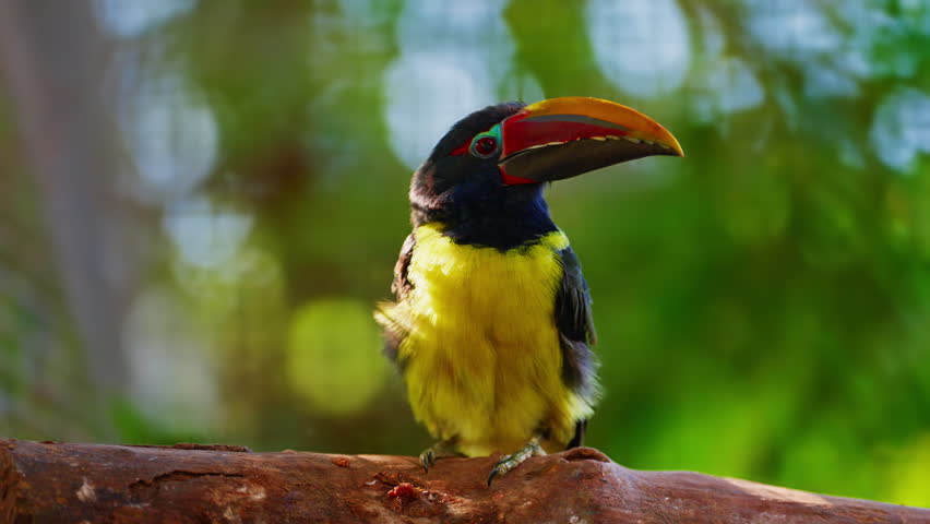 A toucan with yellow plumage on its chest sits on a branch