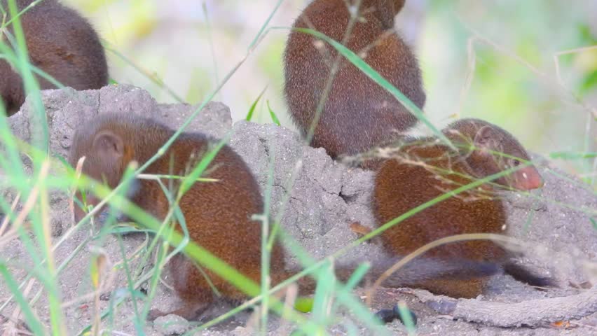 Common Dwarf Mongoose scurrying in mounds, Kruger National Park, South Africa