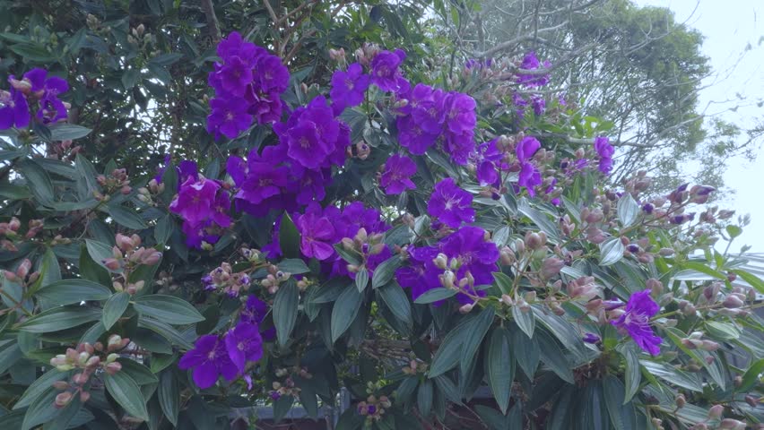 Footage of vibrant Purple Flowers hanging over a residential brown iron fence and blowing in the wind in the Blue Mountains in New South Wales, Australia.
