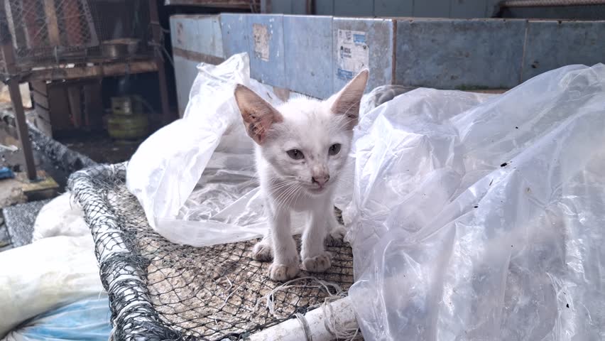 A white little cat lost and looking for its famliy