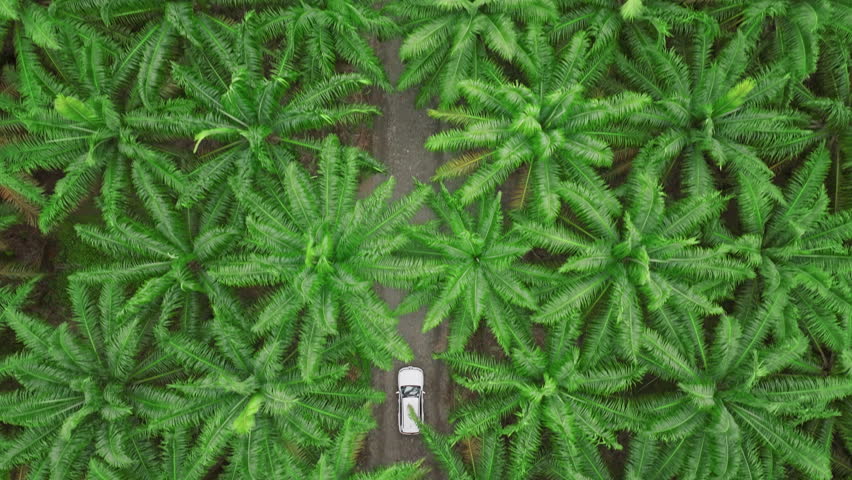 An aerial view shows a sleek white car navigating through a lush palm forest in Costa Rica, highlighting the beautiful greenery and serene surroundings of this tropical paradise for exploration
