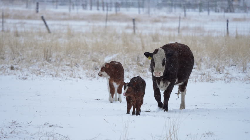 Cow and two calves walking through snowy weather in winter.