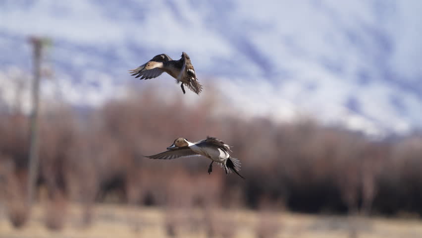 Pair of Pintail ducks flying in to land in slow motion while migrating through Utah.