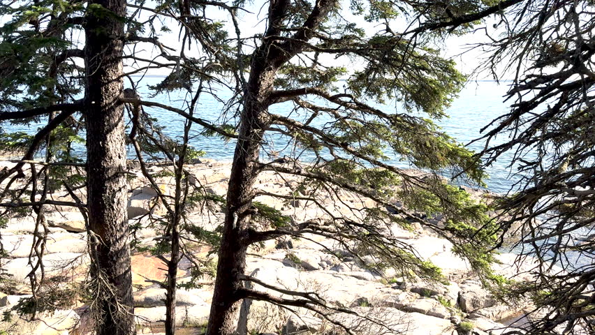 Atlantic Ocean Behind Pine Trees and Granite in Acadia National Park