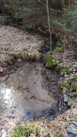 Spring fed stream along a trail in a State Forest