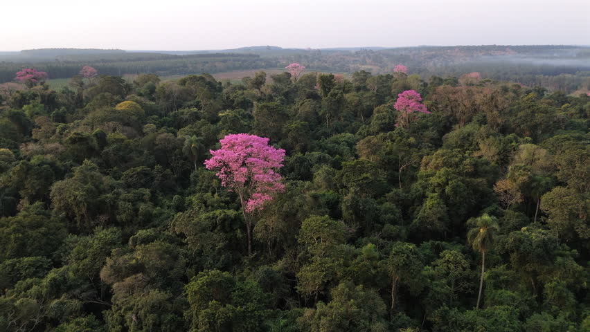 A stunning drone orbit shot of the Amazon jungle, showcasing the striking Pink Lapacho trees standing out amidst the dense green canopy.