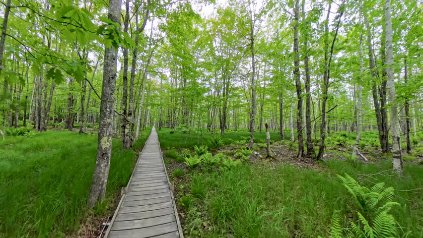Hiking Across Boardwalk Through Birch in Acadia National Park