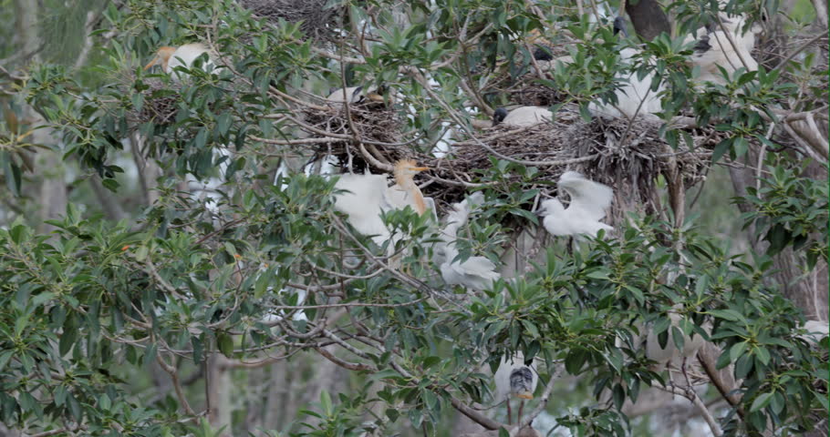 a wide shot of cattle egrets nesting in trees at the bundaberg botanical gardens of queensland, australia