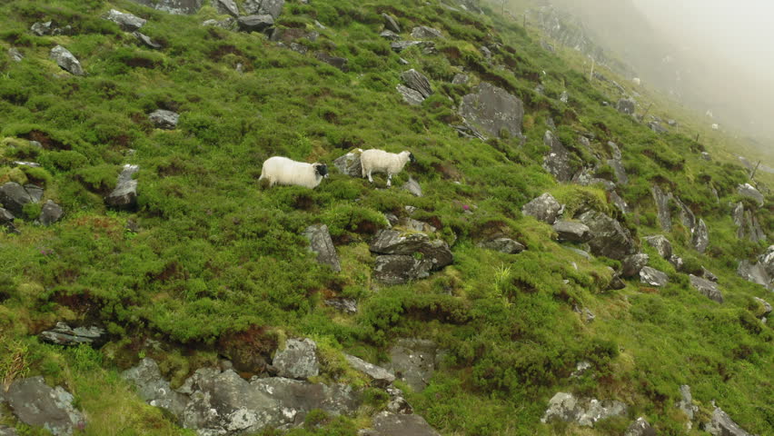 Lambs grazing on large mountain on Dingle Peninsula, Conor Pass, Ireland.