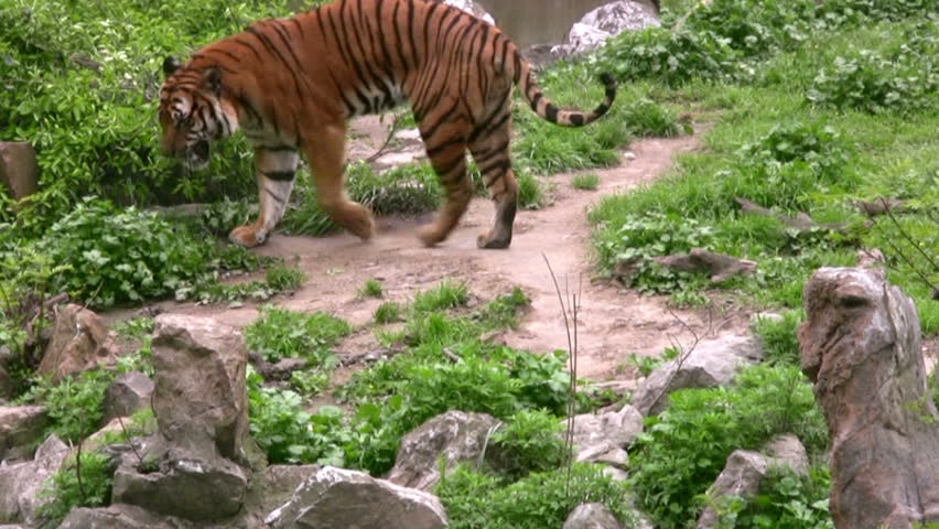 Summer. Zoo. Tiger walks on a background of rocks and green plants