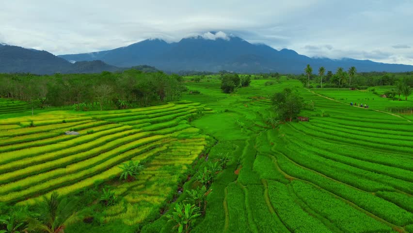 beautiful morning view indonesia panorama landscape paddy fields with beauty color and sky natural light