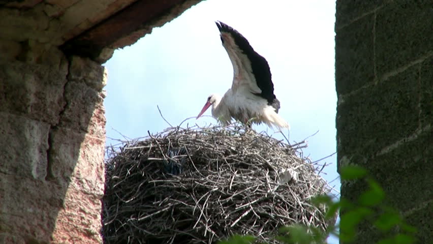 Sunny day. Between the walls of the old castle can be seen a large stork's nest.