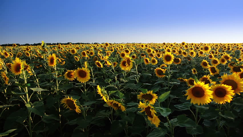Summer. Blue sky. A field of sunflowers. A dirt road and the bright sun with