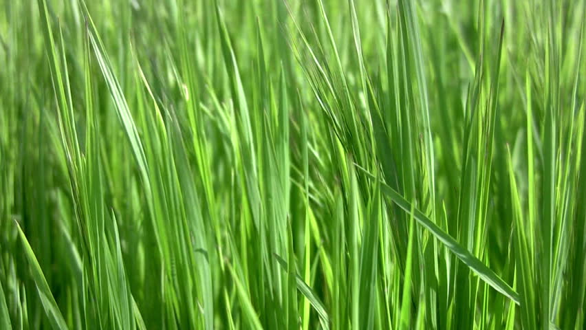 Juicy green grass sways in the wind. Close-up