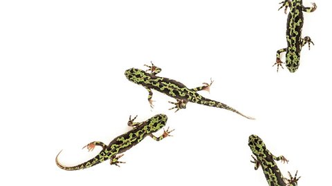 Top view of Marbled Newts walking on white background