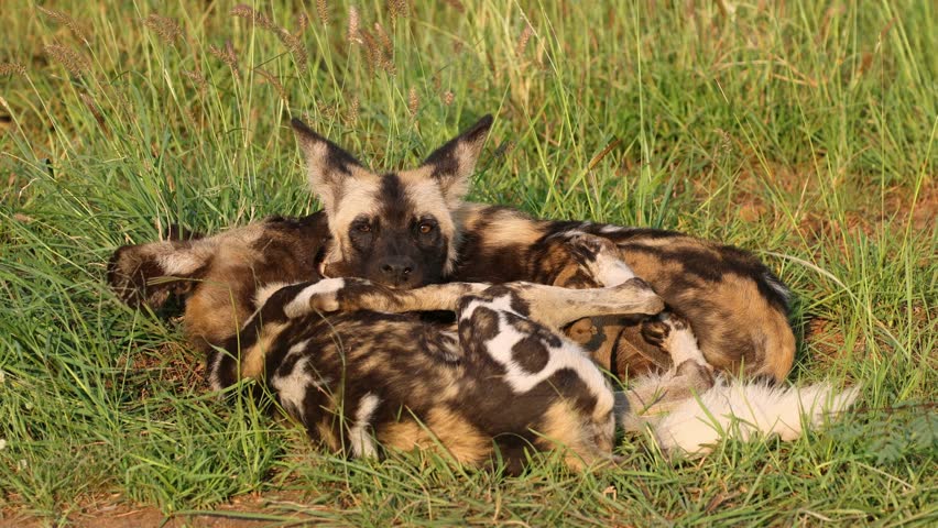 A pair of African wild dogs or painted hunting dogs (Lycaon pictus) resting in natural habitat, Madikwe game reserve, South Africa