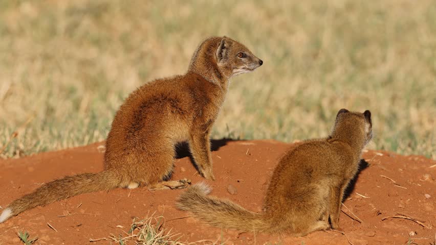Two alert yellow mongooses (Cynictus penicillata) at their den, South Africa