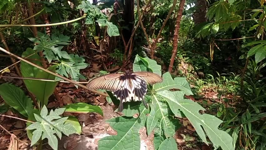 Female large mormon butterfly papilio memnon, sitting on a papaya leaf.