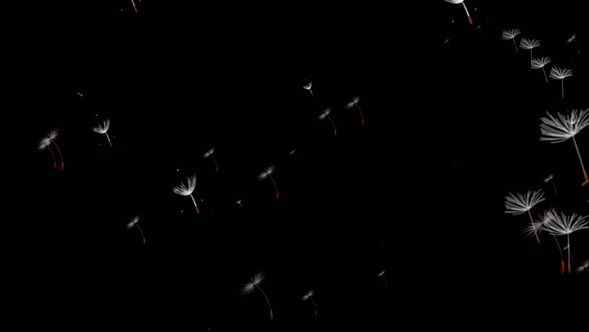 alpha Dandelions flying all over the sky，Dandelions flying upwards,Macro Shot of Dandelion being blown in super slow motion on black background.