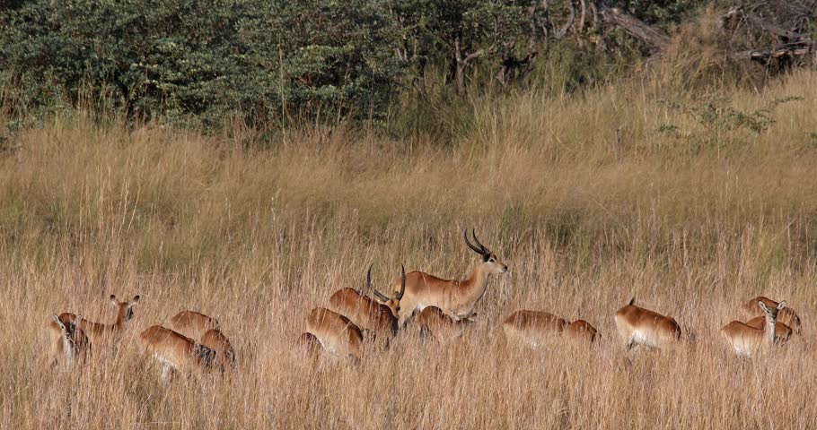 Beautiful impala antelope (Aepyceros melampus), medium-sized herbivores in natural habitat at Bwabwata National Park, Namibia. African wildlife
