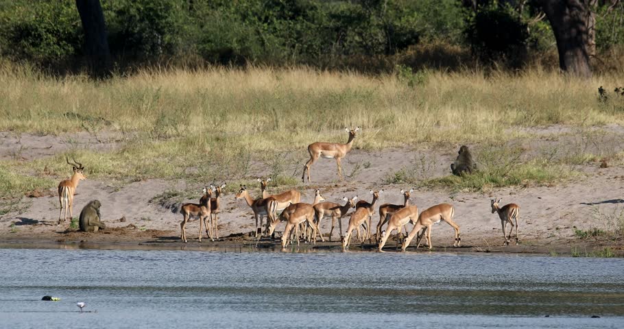 Beautiful impala antelope (Aepyceros melampus), medium-sized herbivores in natural habitat at Bwabwata National Park, Namibia. African wildlife