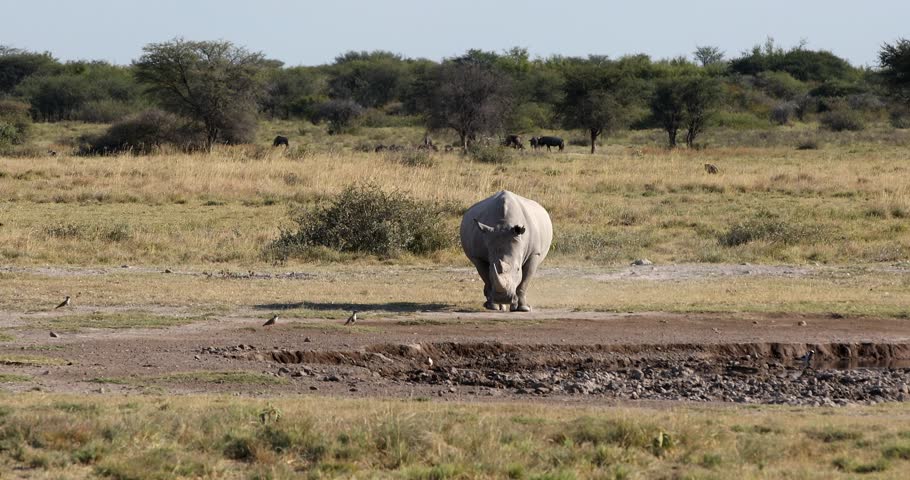 Majestic endangered White rhinoceros (Ceratotherium simum) roaming Khama Rhino Sanctuary, Botswana. African wildlife.