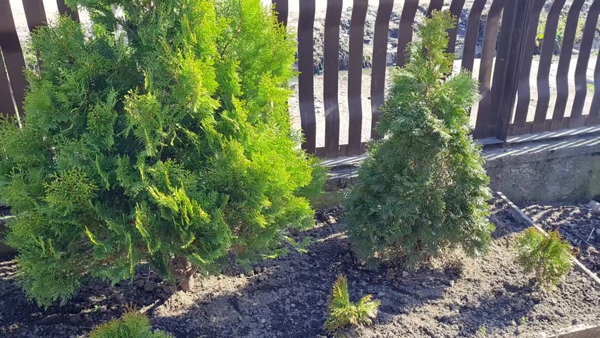 Coniferous plants near the fence on a sunny day