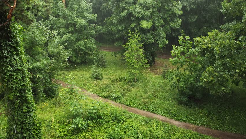 In the city park, the dirt path passes birch, maple, pine and other trees. Ivy wraps around the trunk of a pine tree. Next to the path are grassy lawns. Overcast summer weather, it is raining