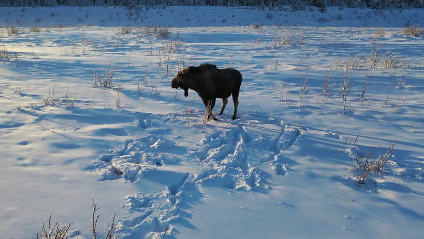 Moose Running at Denali National Park Alaska