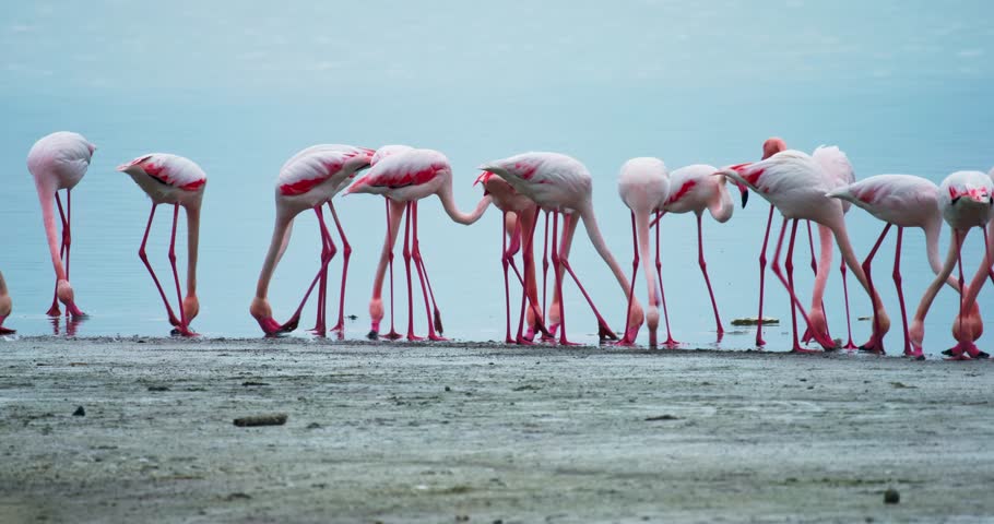 Group of pink flamingos eating in Larnaka Salt Lake. Wildlife landscape of Cyprus, birds eating on the shore of the lake in the Mediterranean, tourist points and travel. High quality 4k footage